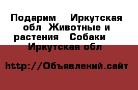 Подарим  - Иркутская обл. Животные и растения » Собаки   . Иркутская обл.